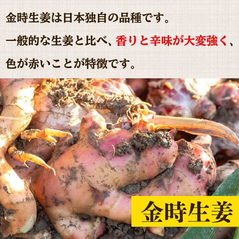 高知県産しょうが 「土佐一」と「金時生姜」セット 2kg(各1kg)