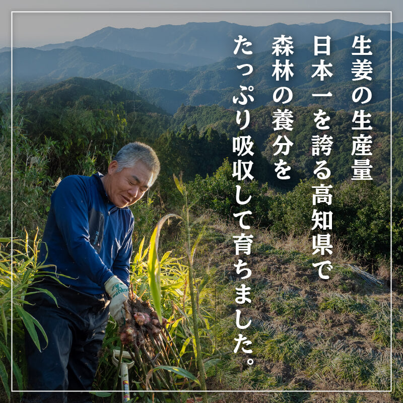 高知県産しょうが 「土佐一」と「金時生姜」セット 2kg(各1kg)