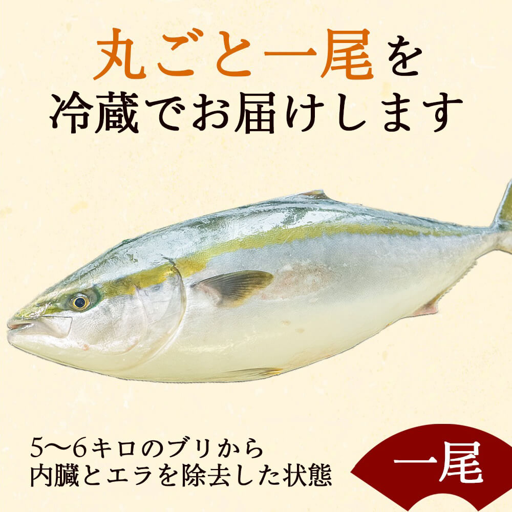 土佐宿毛ぶり まるごと1本【鮮魚】【ブリ】