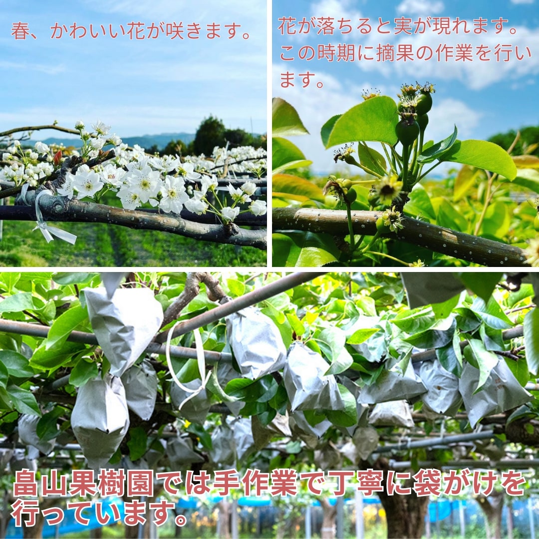 【8月限定】高知県産の梨 2kg(豊水または秋月)【畠山果樹園】【今季終了】
