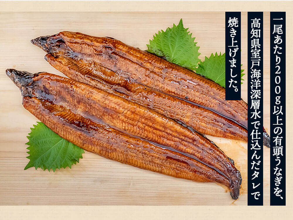 高知県産有頭うなぎ大判サイズ200〜220g 2尾 【お届け日時指定不可】