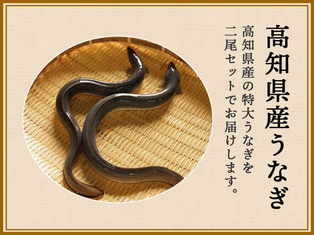 高知県産有頭うなぎ大判サイズ200〜220g 2尾 【お届け日時指定不可】
