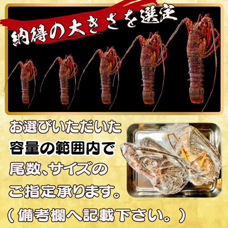 【訳あり】朝どれ伊勢海老 350g~4kg
