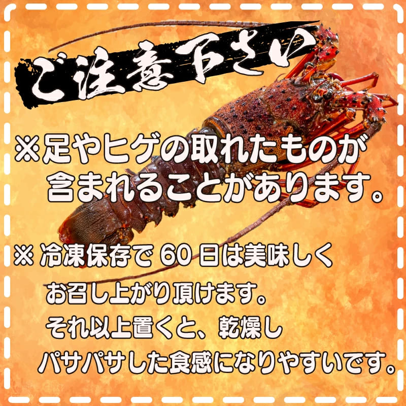 【特大】伊勢海老 選べる容量 600g~4.2kg