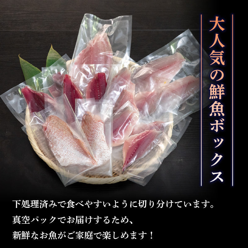 【船上神経締め】高知・須崎の天然魚 フィーレ加工済み 2〜3種類500g以上(冷蔵)【九石大敷組合】【日付指定不可】