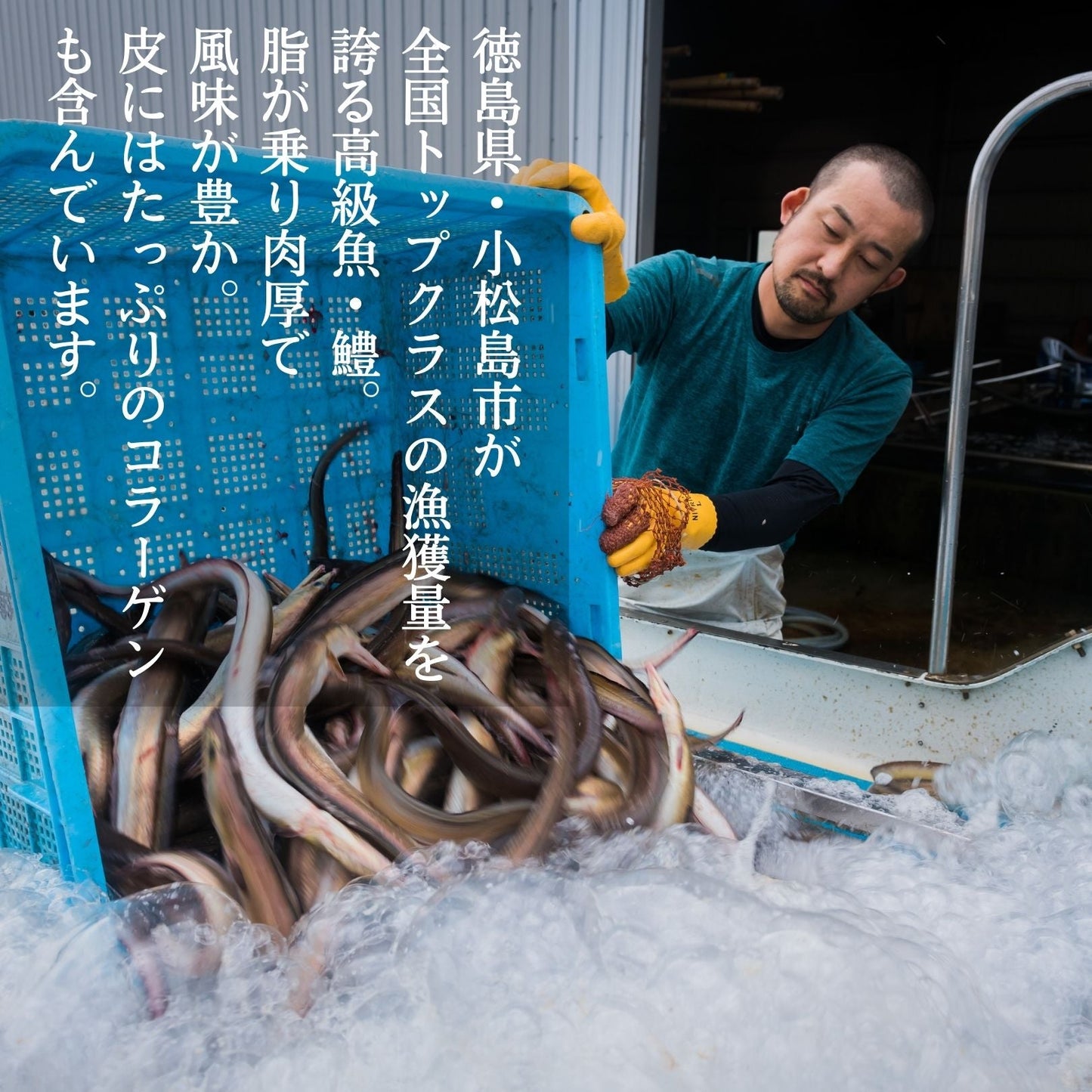 【徳島県・小松島市産】レンジで簡単!鱧の天ぷら