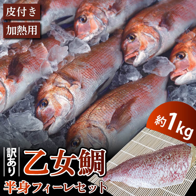 【訳あり】乙女鯛 半身フィーレセット 約1kg(加熱用・皮付き)