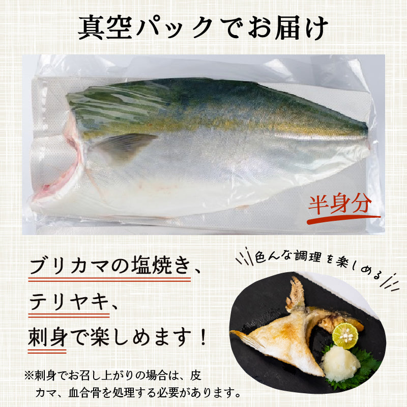 【年末予約専用】 乙女ブリ 半身 カマ・皮付きフィーレ 800g〜1kg