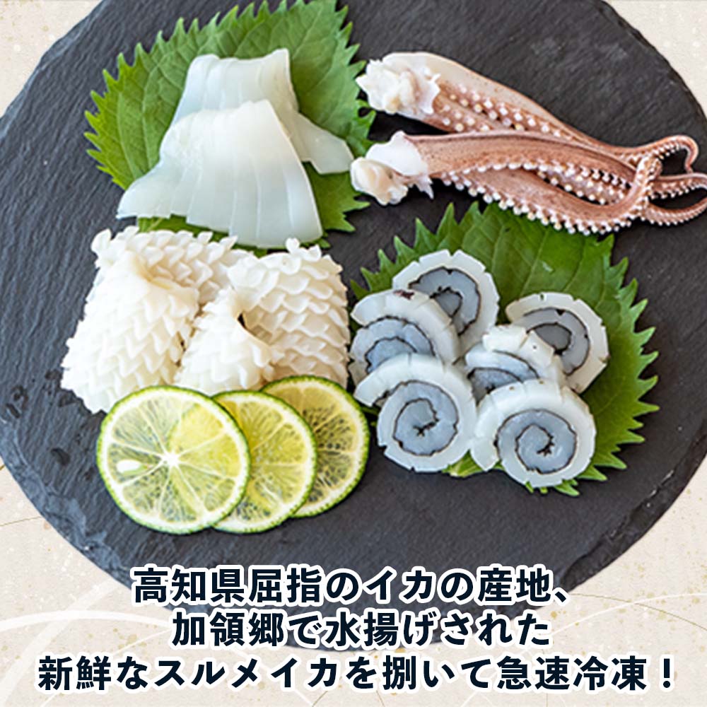 【高知県・加領郷産】スルメイカ刺身用6匹分