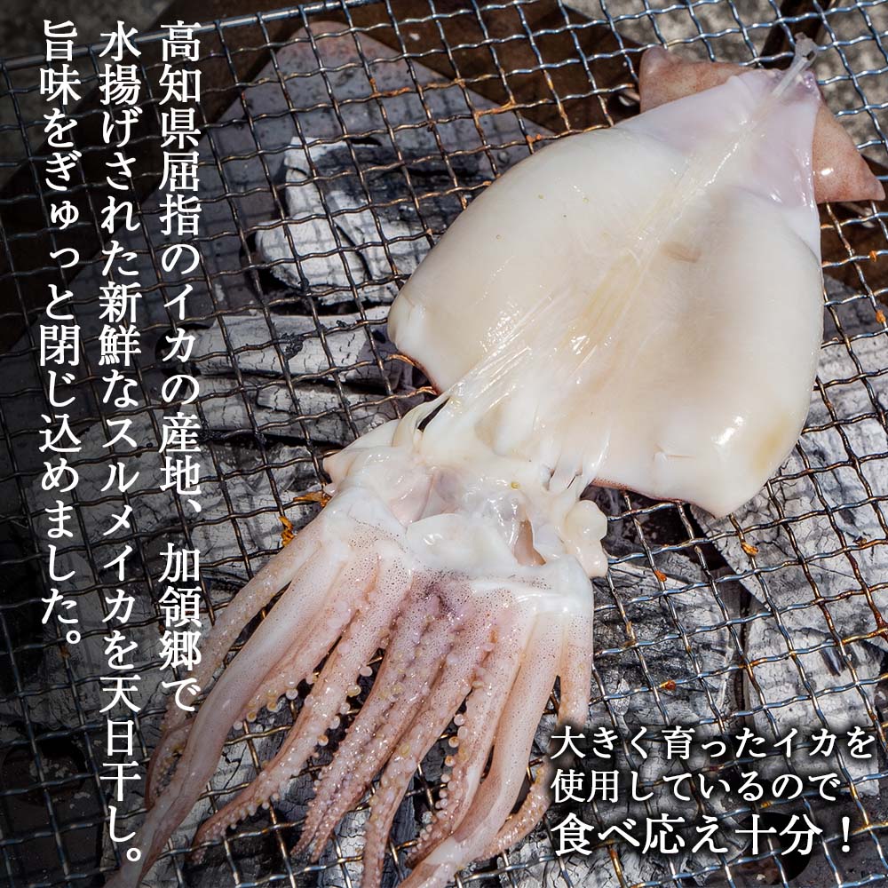 【高知県・加領郷産】スルメイカの一日干し3枚