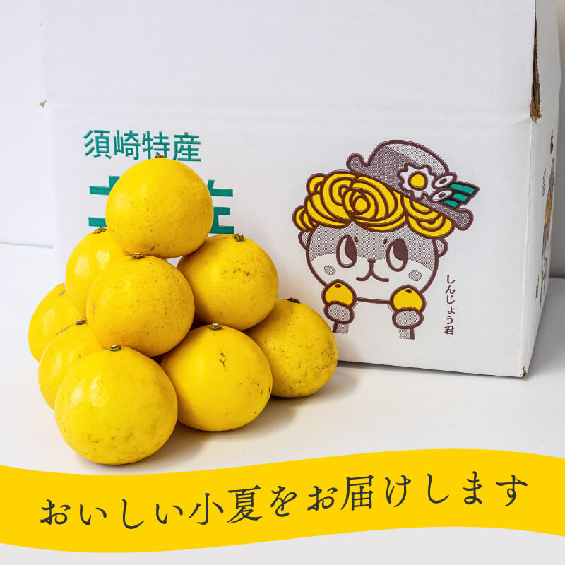 【栽培期間中農薬不使用】 高知県・須崎産 小夏(日向夏) 5kg【まるはな農園】【柑橘】