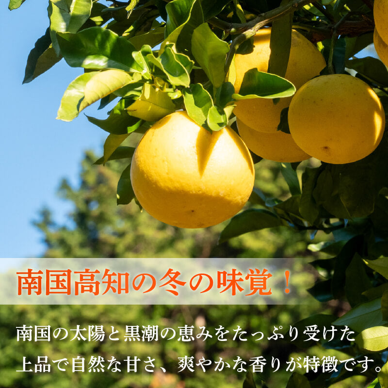 【今季終了】土佐文旦 家庭用 10kg【高知県須崎市・明神果樹園】【柑橘】