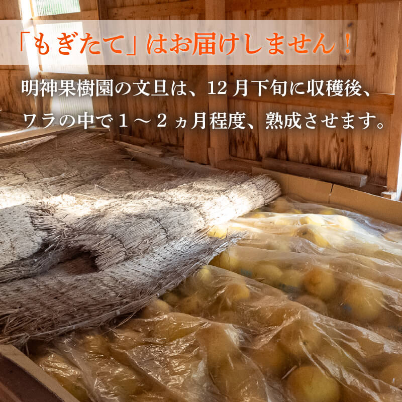 【今季終了】土佐文旦 家庭用 10kg【高知県須崎市・明神果樹園】【柑橘】