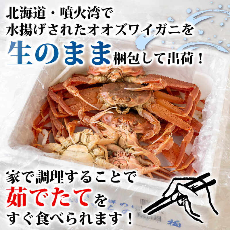 オオズワイガニ 無選別品 生でお届け!