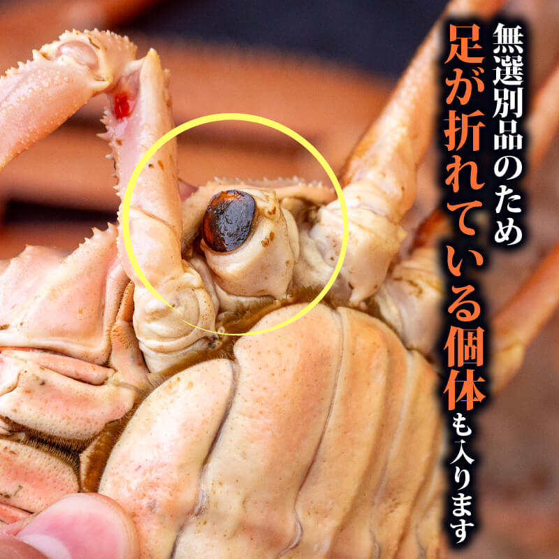 オオズワイガニ 無選別品 生でお届け!