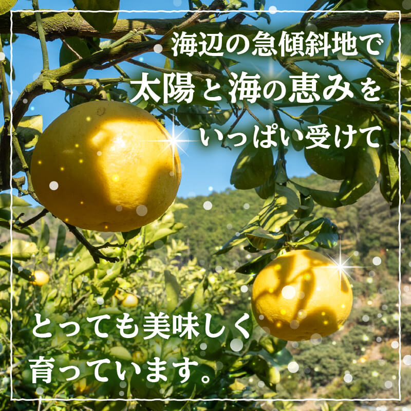 訳あり 文旦 家庭用 5kg【高知県須崎市・NPOまちづくり須崎】【柑橘】