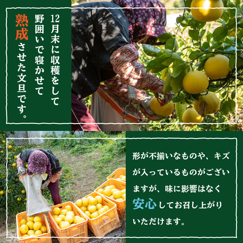 訳あり 文旦 家庭用 5kg【高知県須崎市・NPOまちづくり須崎】【柑橘】