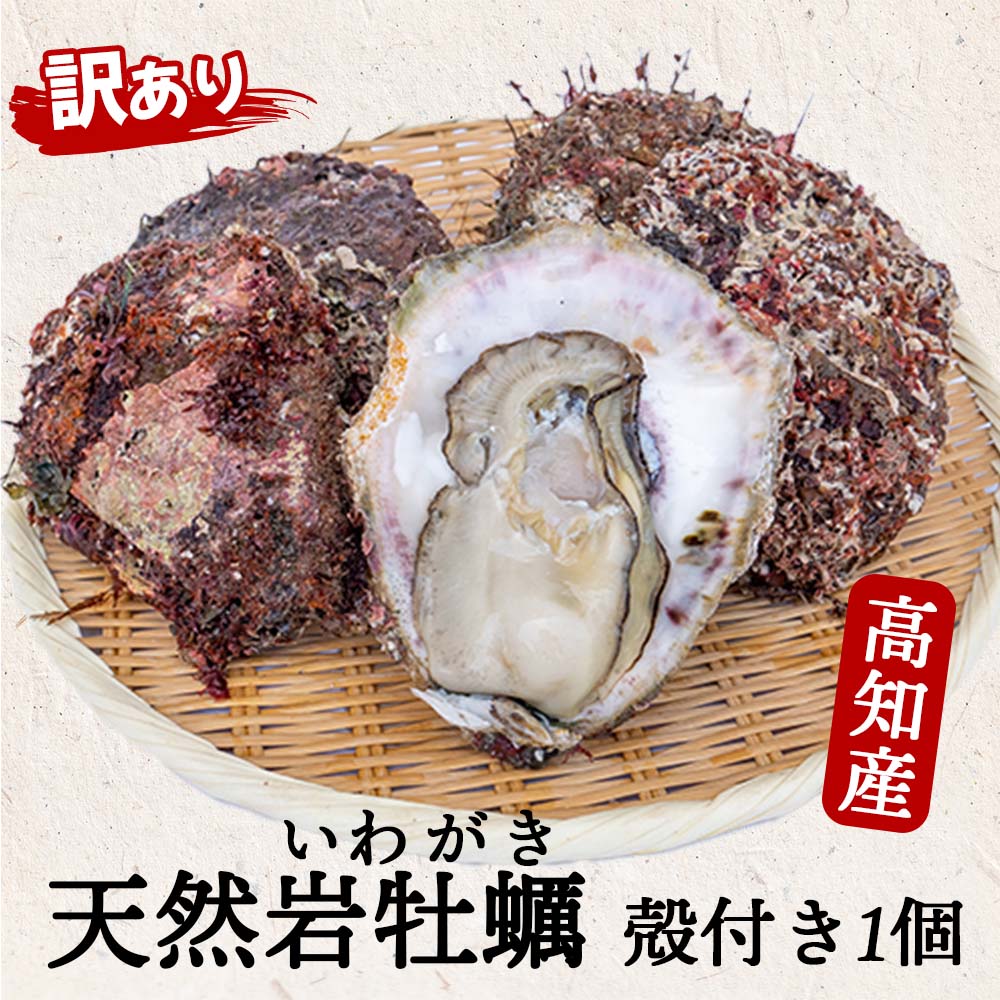 【6〜8月限定】【訳あり】高知産・天然岩牡蠣 殻付き 1個【お届け日指定不可】