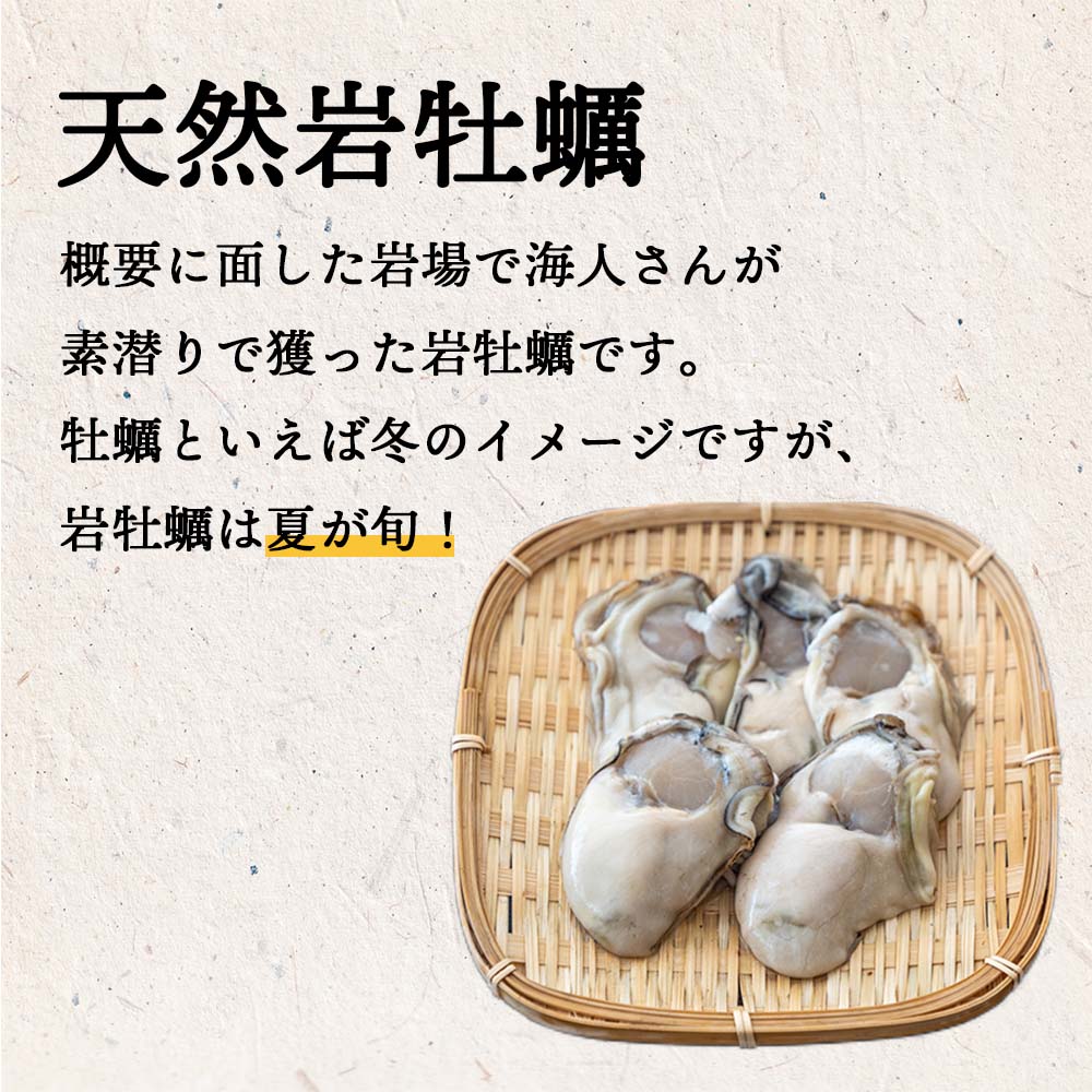 【6〜8月限定】【訳あり】高知産・天然岩牡蠣 殻付き 1個【お届け日指定不可】