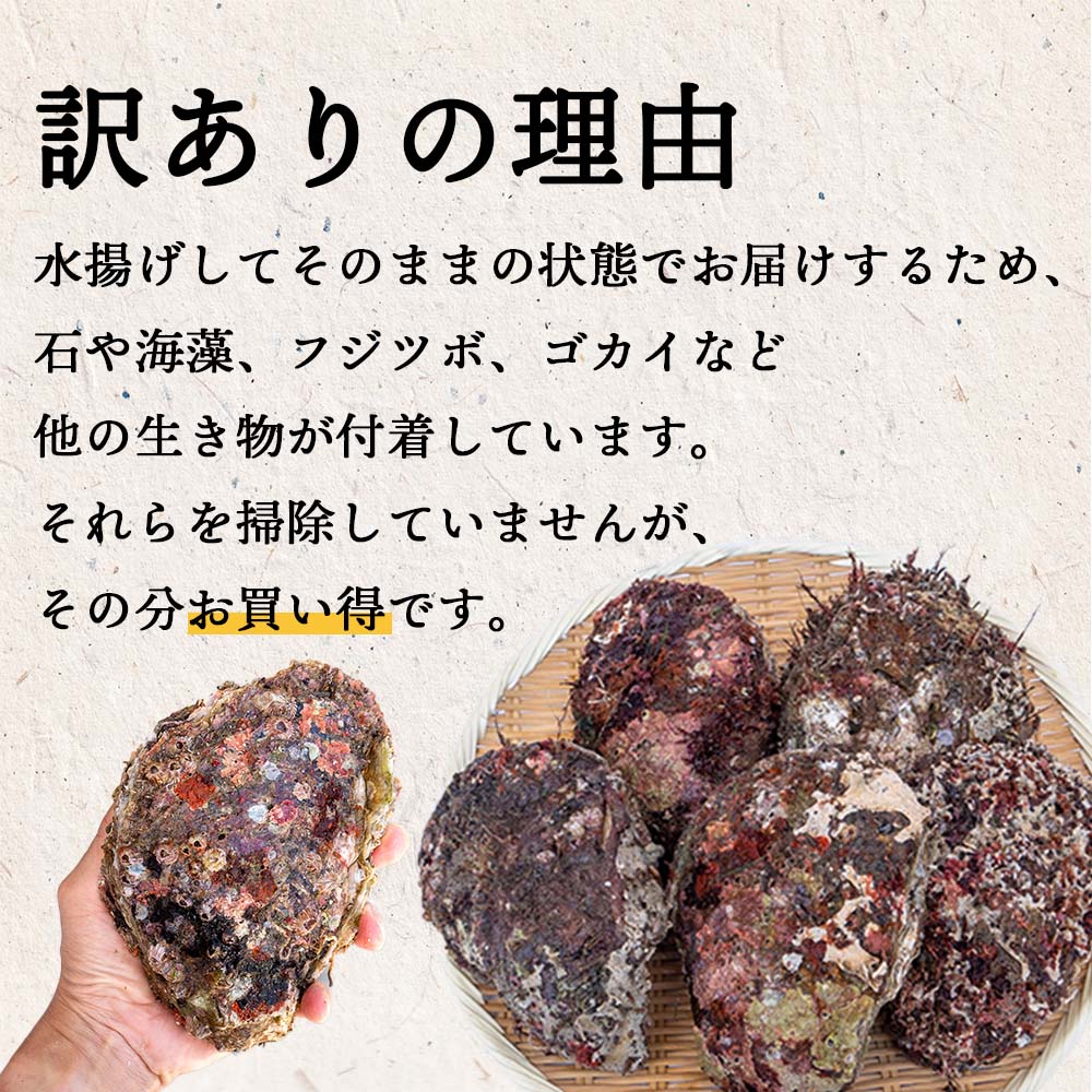 【6〜8月限定】【訳あり】高知産・天然岩牡蠣 殻付き 1個【お届け日指定不可】
