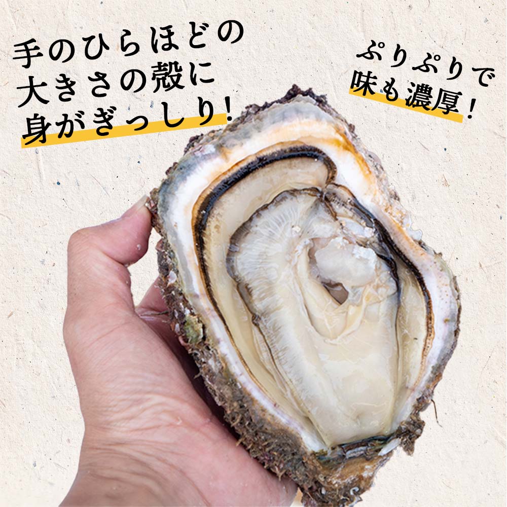【6〜8月限定】【訳あり】高知産・天然岩牡蠣 殻付き 1個【お届け日指定不可】