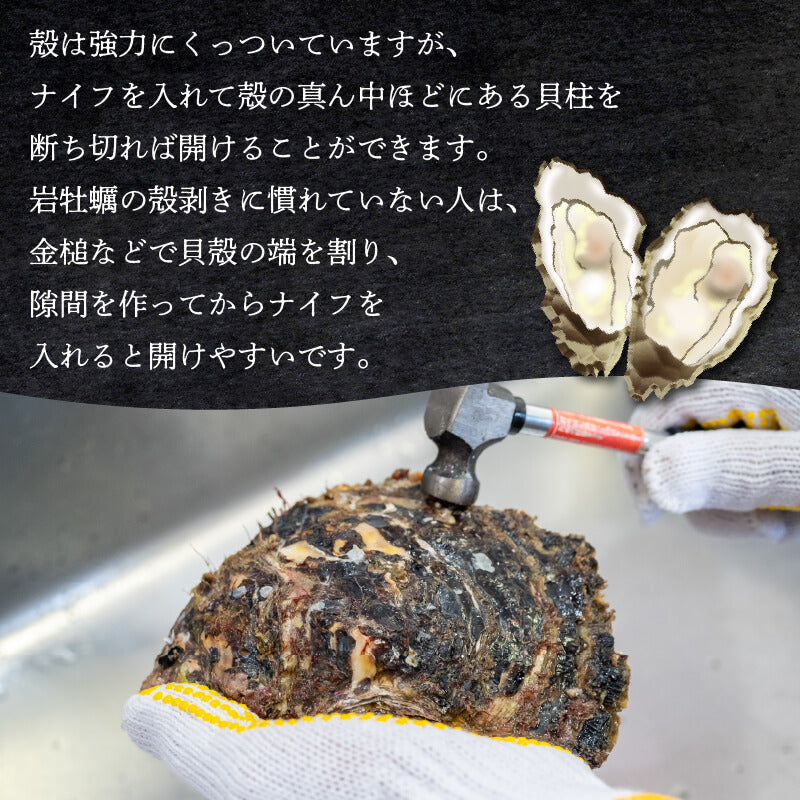 【夏限定】高知産・天然岩牡蠣 殻付き 3個【お届け日指定不可】