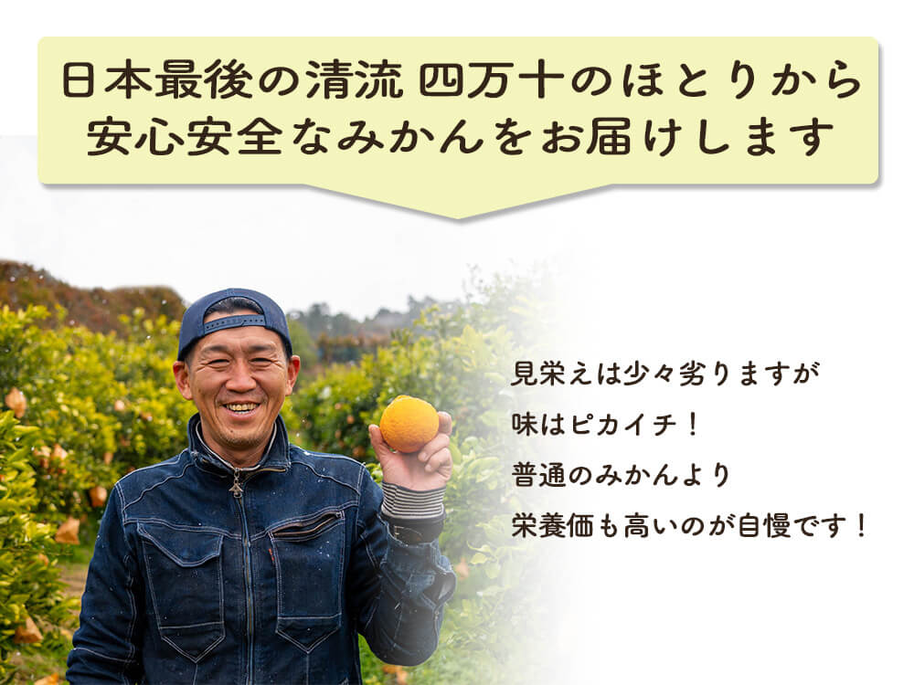 【今季終了】超希少な新品種みかん 西南のひかり 3kg【高知県宿毛市・なるた果樹園】【柑橘】