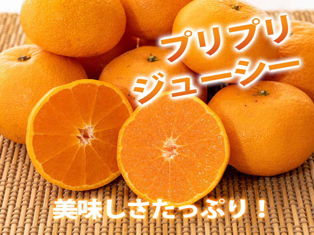 【今季終了】超希少な新品種みかん 西南のひかり 3kg【高知県宿毛市・なるた果樹園】【柑橘】