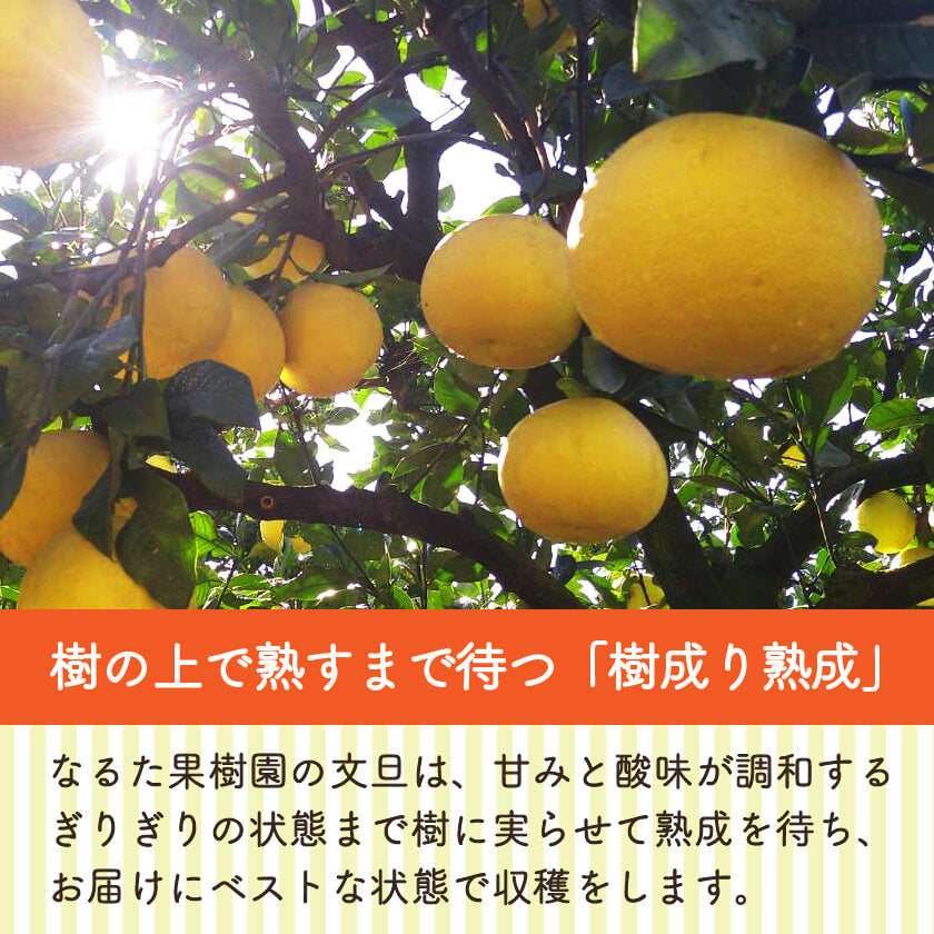 【今季終了】宿毛産・土佐文旦7kg(ご家庭用)【高知県宿毛市・なるた果樹園】【柑橘】