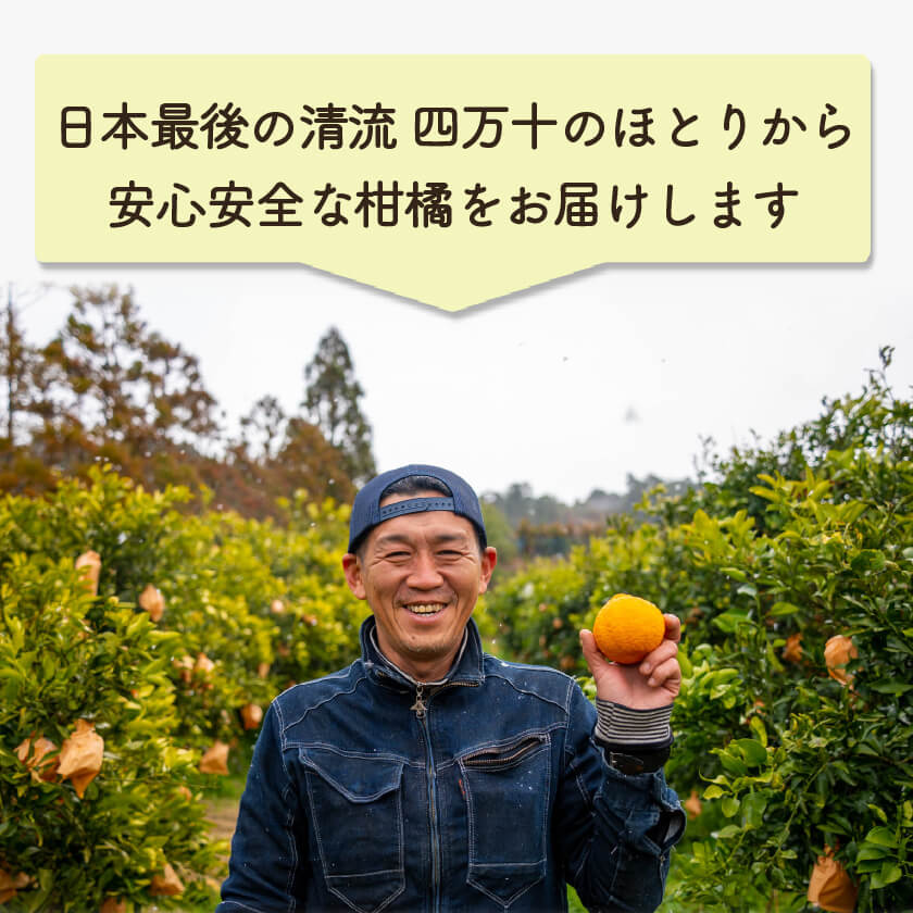 【今季終了】宿毛産・土佐文旦7kg(ご家庭用)【高知県宿毛市・なるた果樹園】【柑橘】