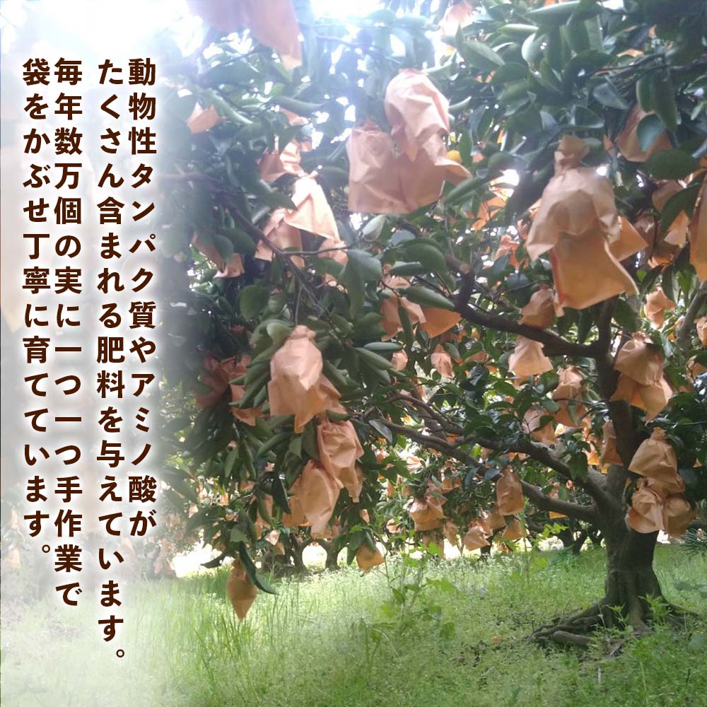 高知県宿毛産・小夏(日向夏)5kg(ご家庭用)【高知県宿毛市・なるた果樹園】【柑橘】