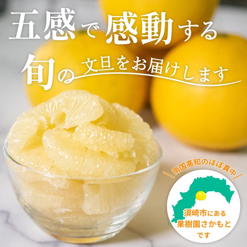 訳あり土佐文旦10kg【高知県須崎産・果樹園さかもと】【柑橘】