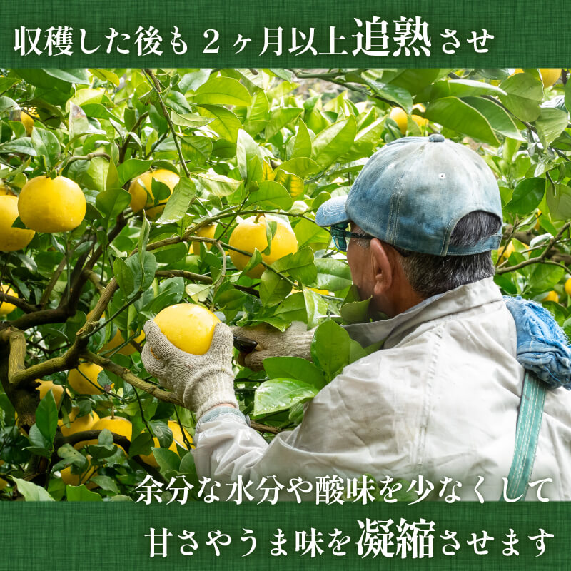 訳あり土佐文旦10kg【高知県須崎産・果樹園さかもと】【柑橘】