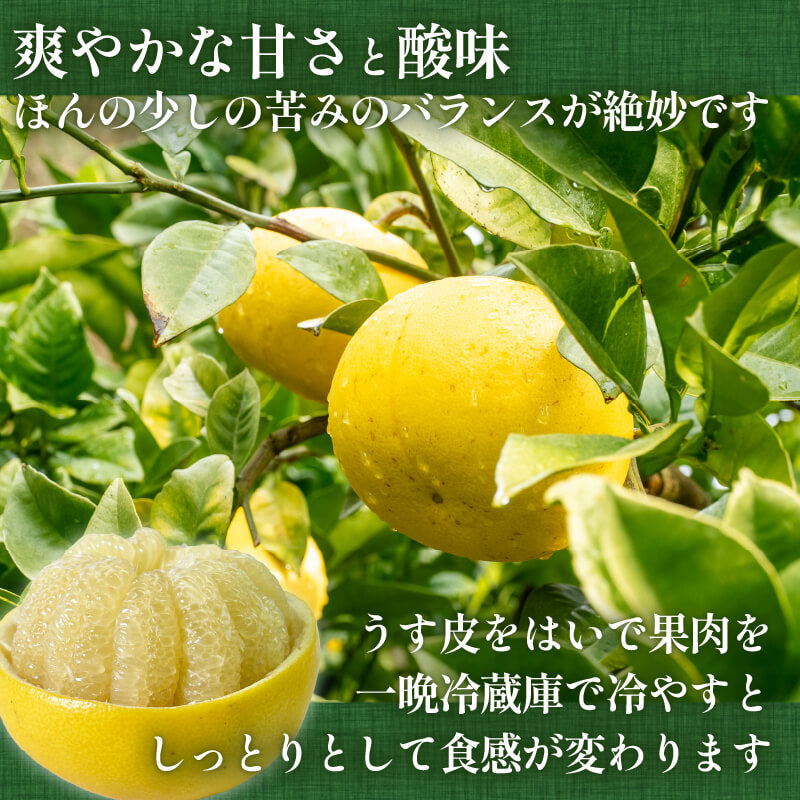 訳あり土佐文旦10kg【高知県須崎産・果樹園さかもと】【柑橘】
