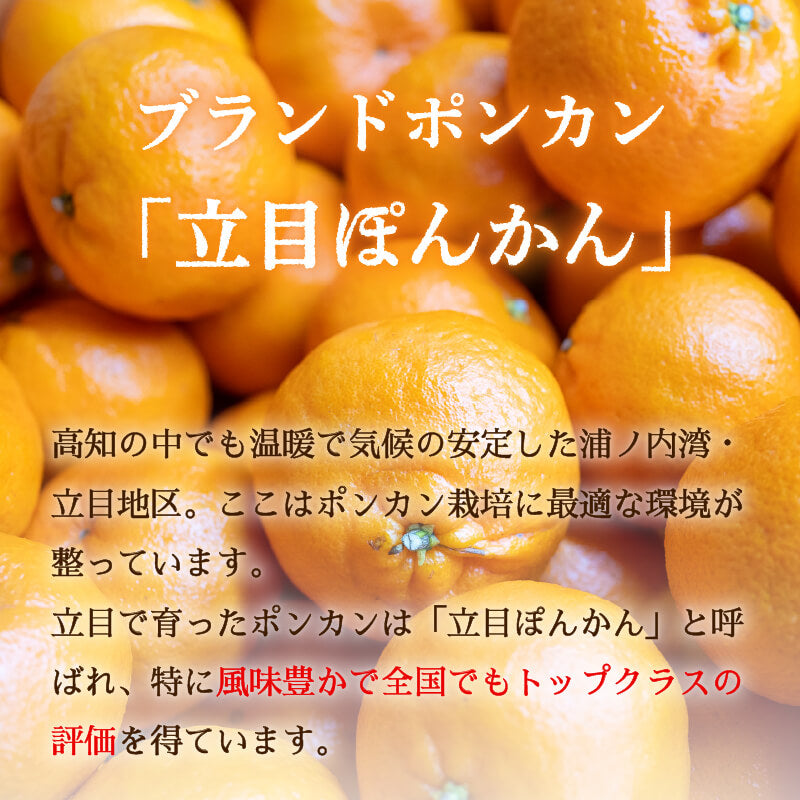 【今季終了】【贈答用】立目ぽんかん(低しょう系)Mサイズ 10kg【果樹園さかもと】【2月16日販売終了】