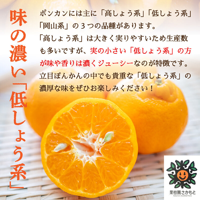 【今季終了】【贈答用】立目ぽんかん(低しょう系)Mサイズ 10kg【果樹園さかもと】【2月16日販売終了】