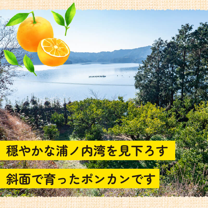 【今季終了】【贈答用】立目ぽんかん(低しょう系)Mサイズ 10kg【果樹園さかもと】【2月16日販売終了】