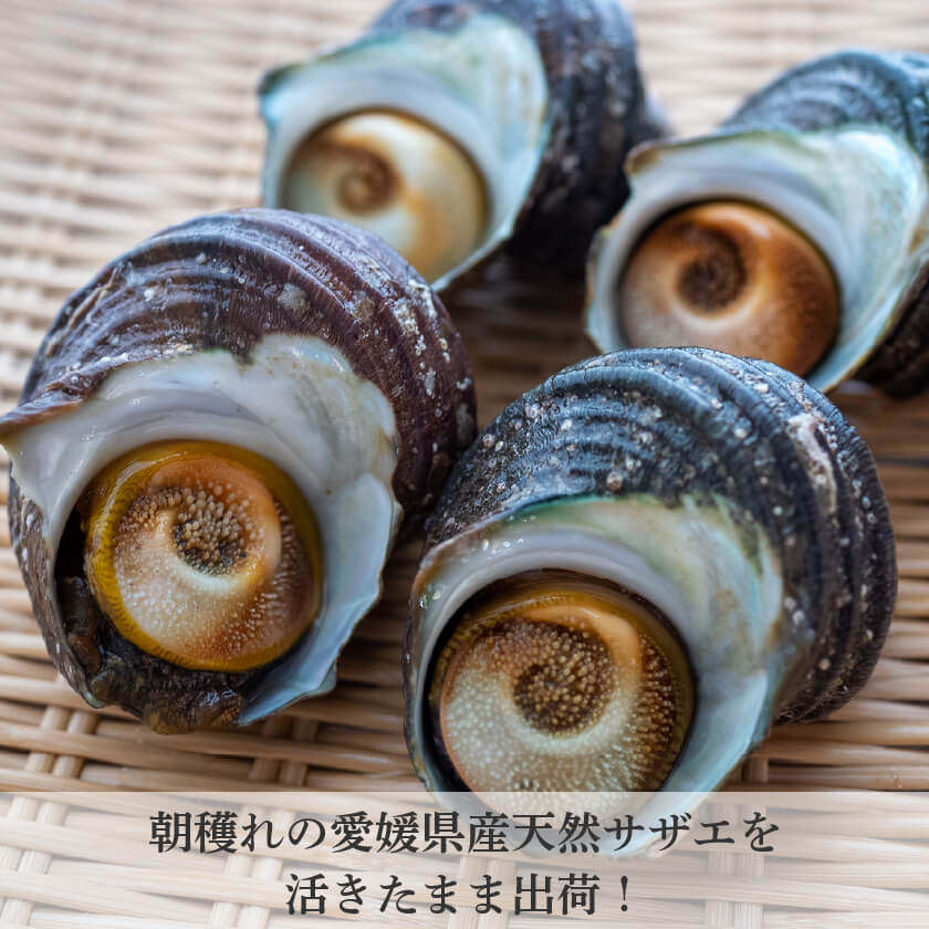 愛媛県産・活サザエ【お届け不可地域あり】