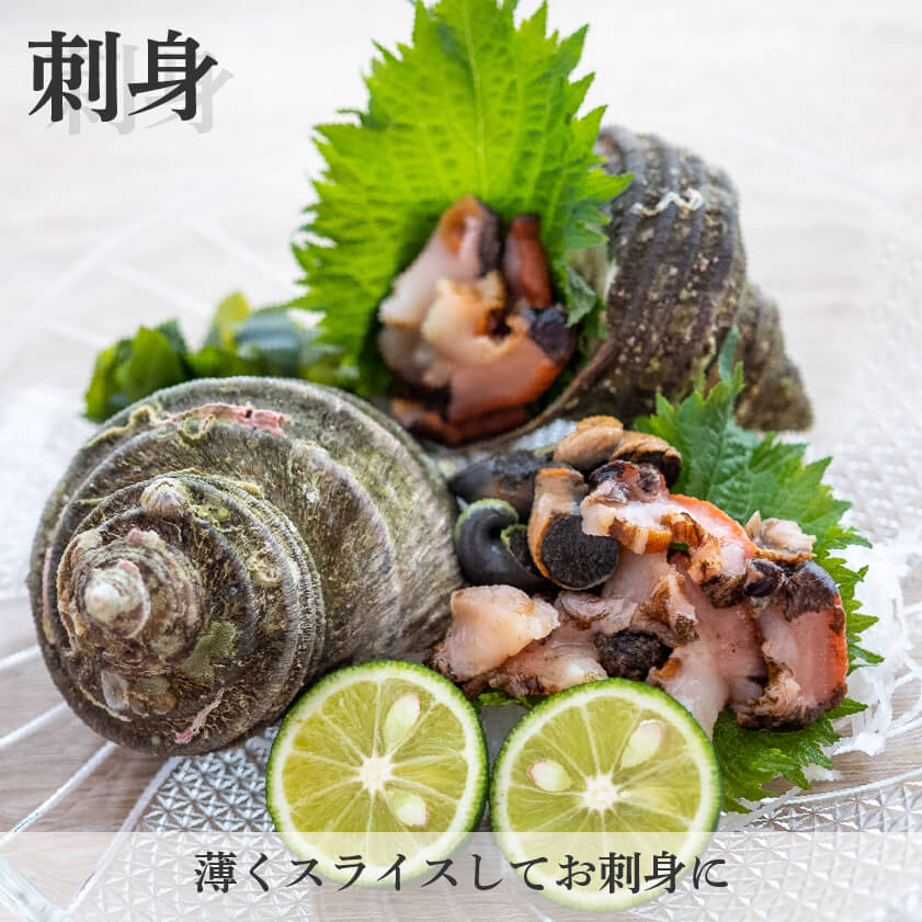愛媛県産・活サザエ【お届け不可地域あり】