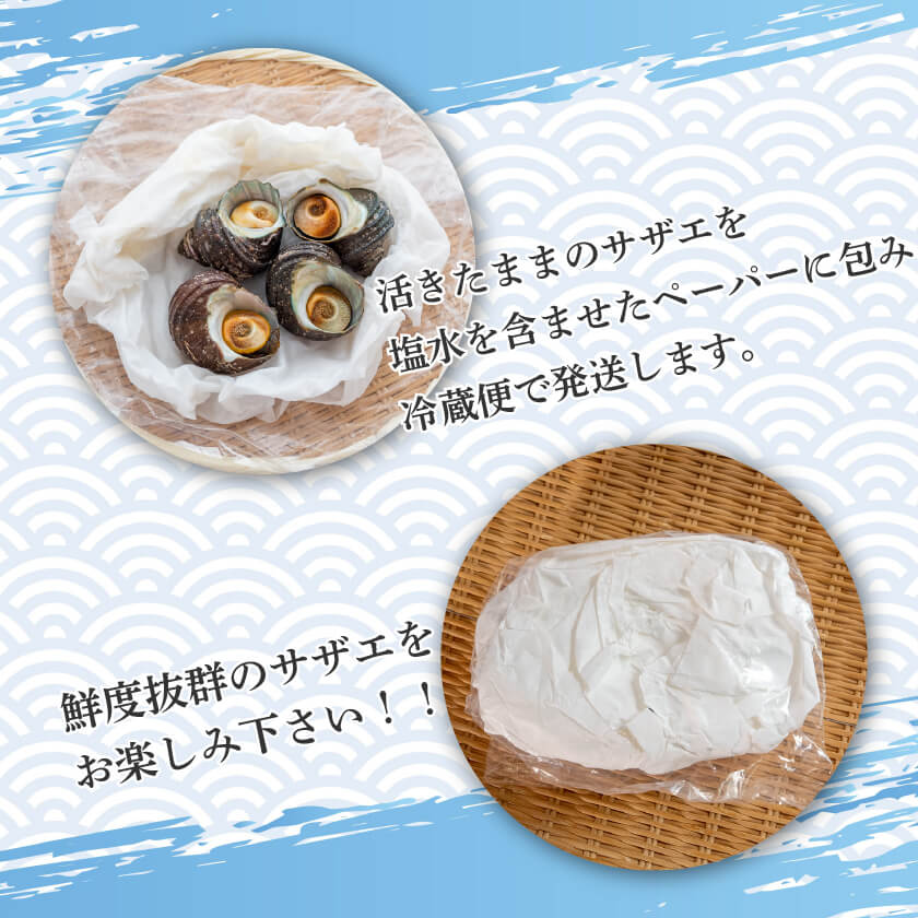 愛媛県産・活サザエ【お届け不可地域あり】