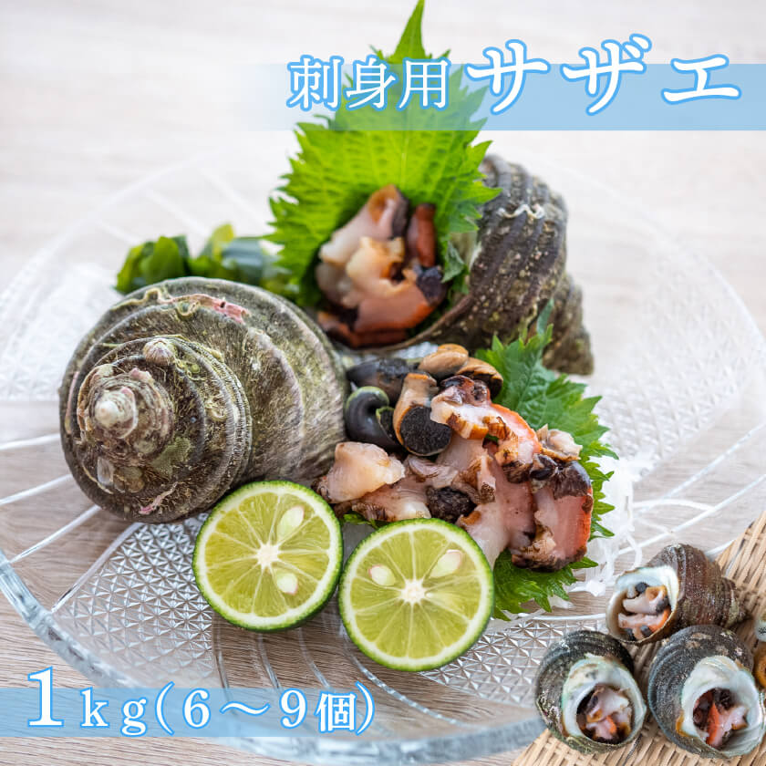 愛媛県産・刺身用サザエ【お届け不可地域あり】
