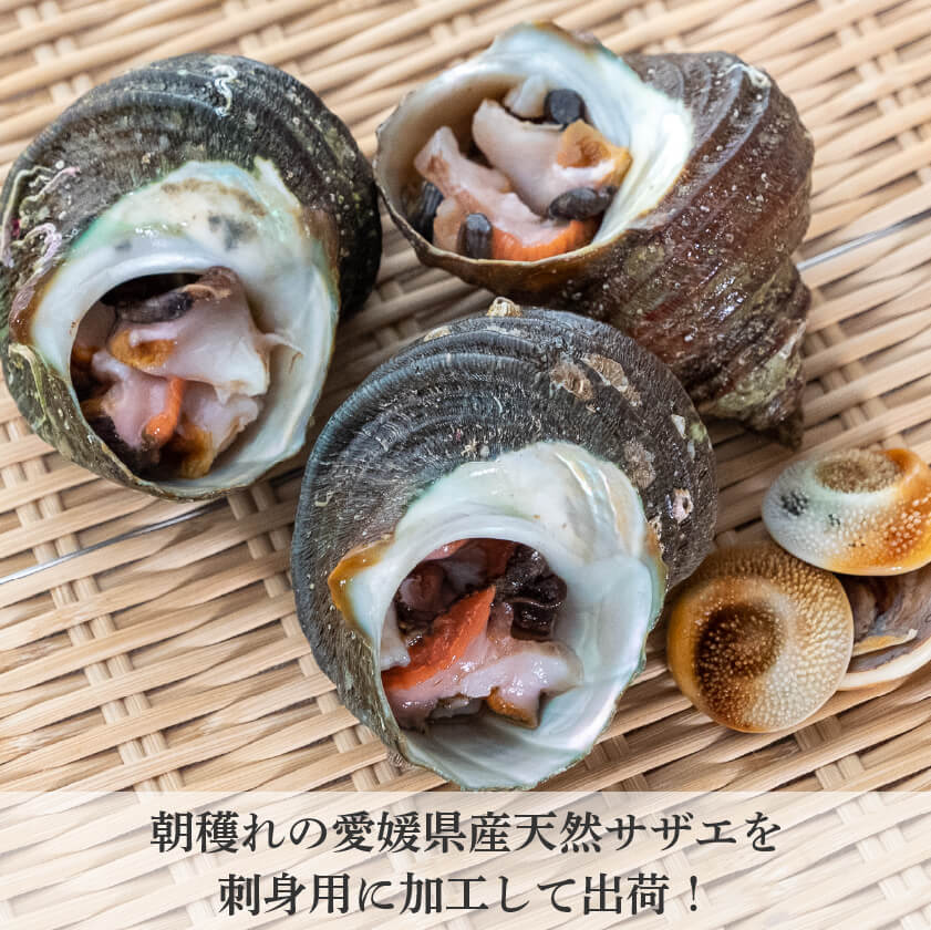 愛媛県産・刺身用サザエ【お届け不可地域あり】