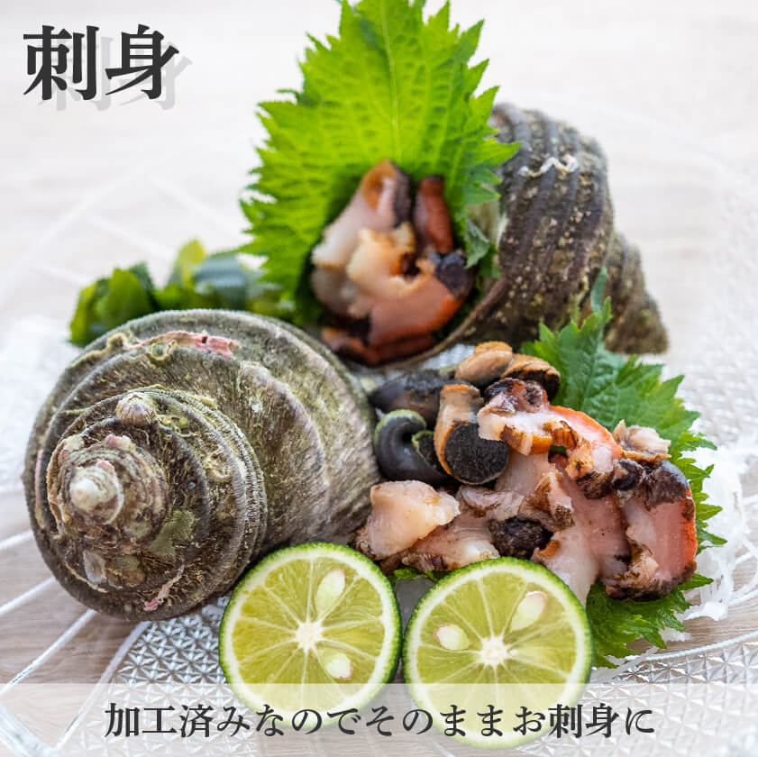 愛媛県産・刺身用サザエ【お届け不可地域あり】
