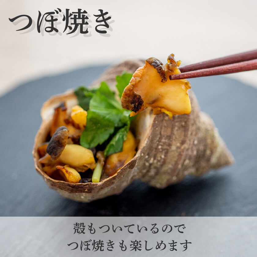愛媛県産・刺身用サザエ【お届け不可地域あり】