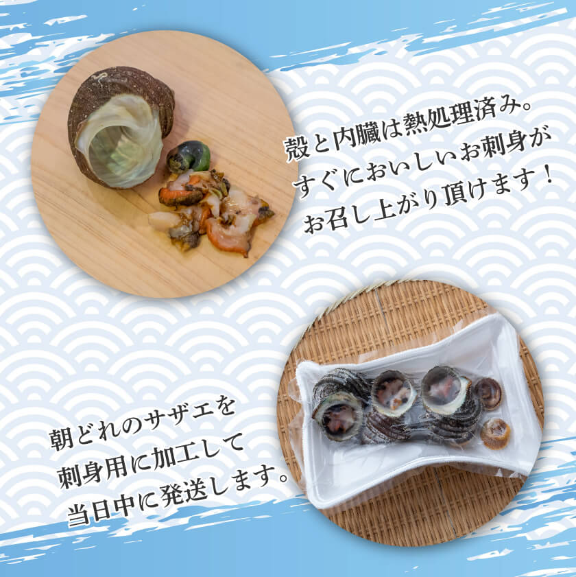 愛媛県産・刺身用サザエ【お届け不可地域あり】