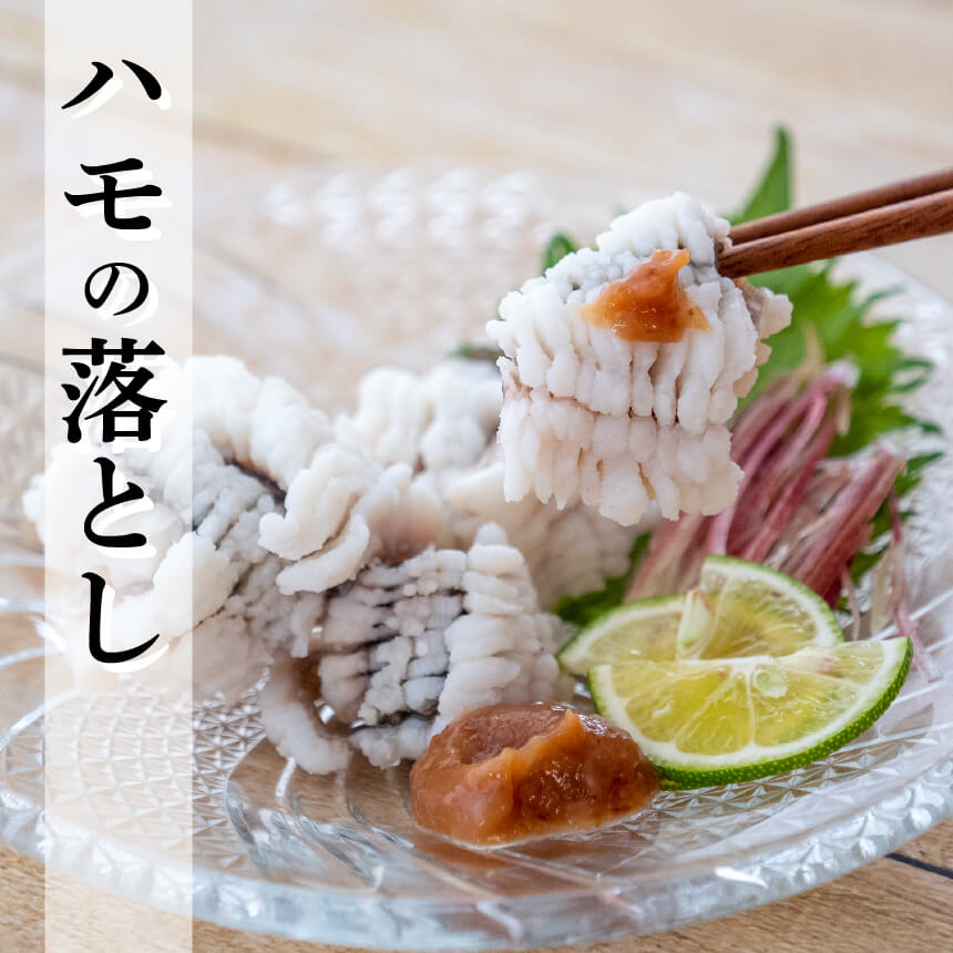 【6〜9月限定】愛媛県産・骨切ハモ 1尾分【鮮魚】