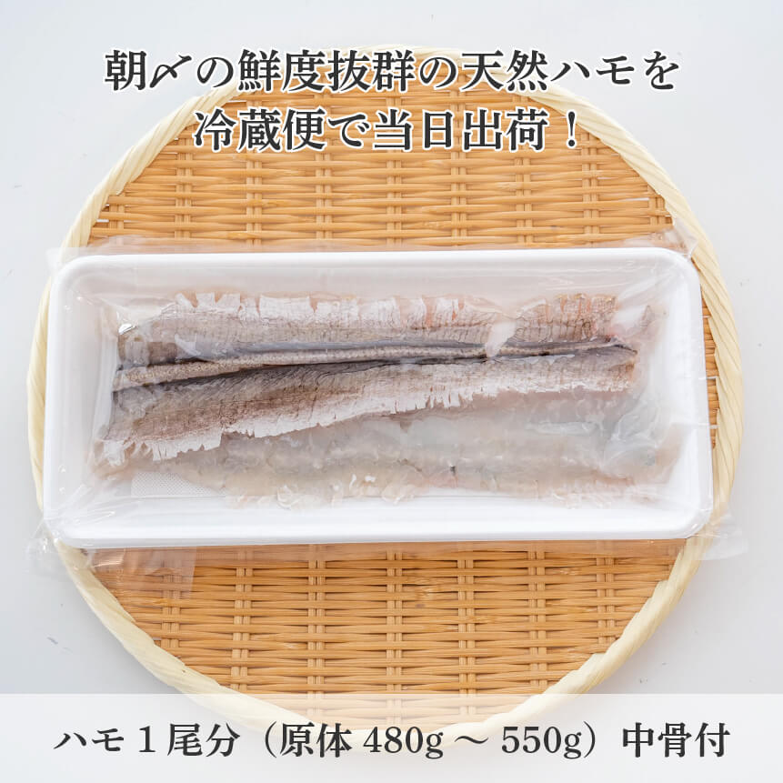 【6〜9月限定】愛媛県産・骨切ハモ 1尾分【鮮魚】
