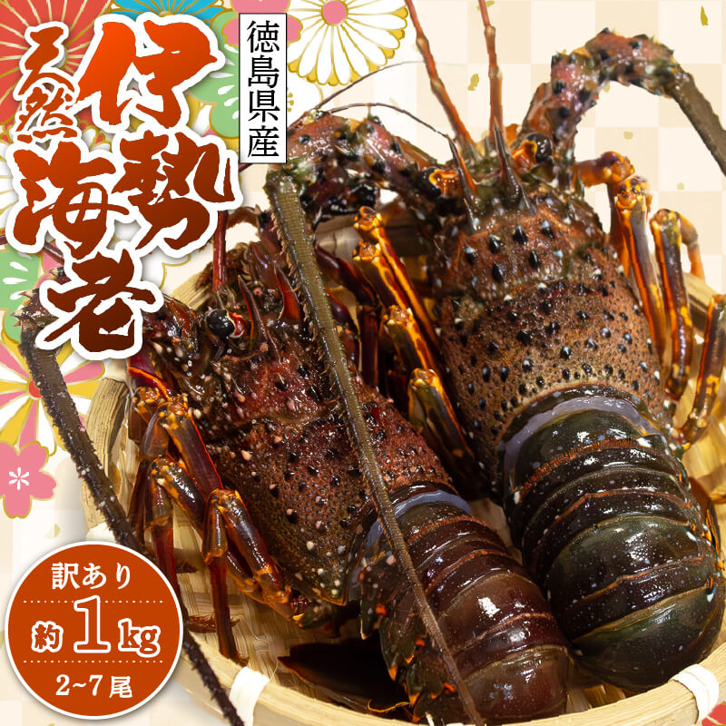 伊勢海老(徳島県産) 訳あり 約600g(2~4尾) / 約1kg(2~7尾)