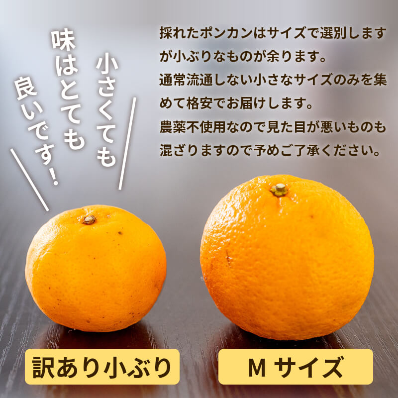 甘くておいしい有機ポンカン 訳あり5kg【高知県須崎市・田條園】【柑橘】