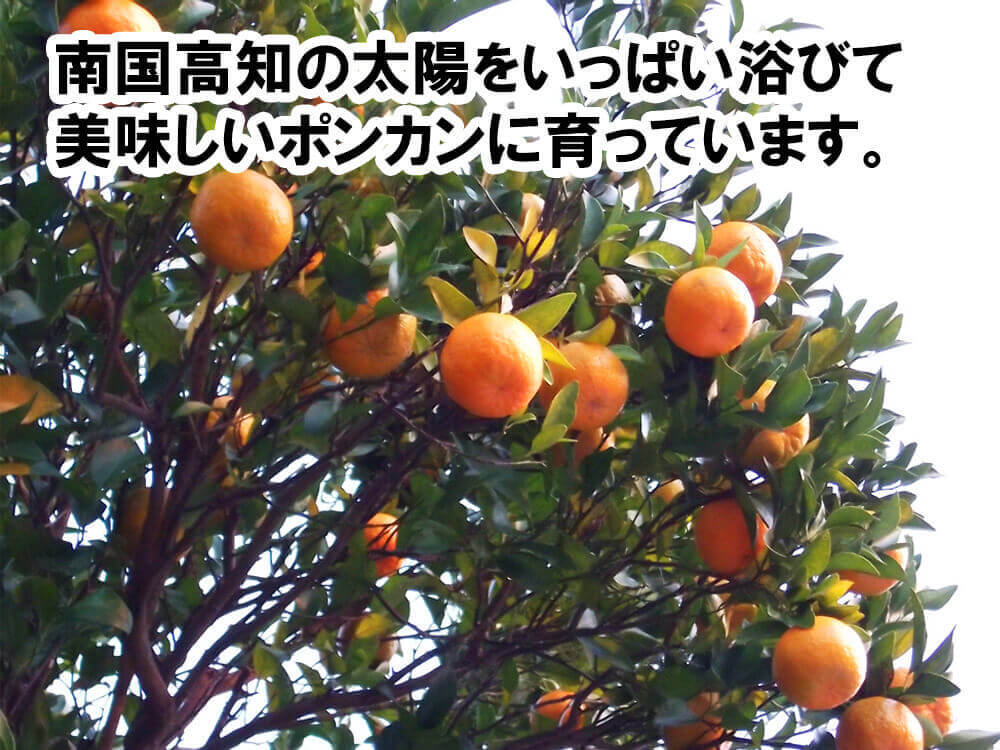 甘くておいしい有機ポンカン 訳あり5kg【高知県須崎市・田條園】【柑橘】
